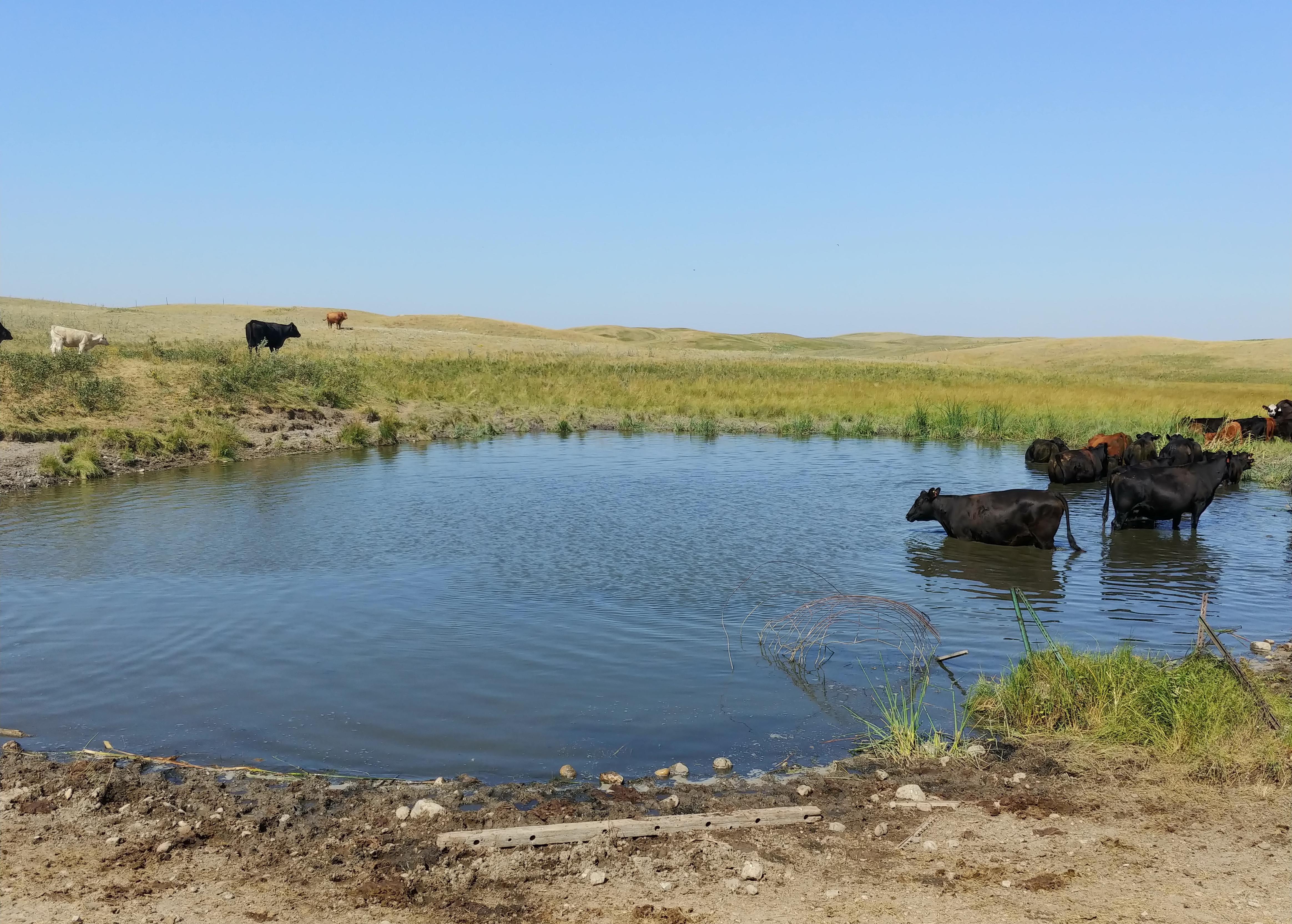 Having access to good-quality water is one of the limiting factors for cattle in most grazing systems. (NDSU photo)