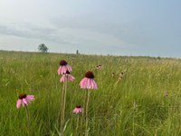 Rangelands are vast, uncultivated landscapes and include grasslands, shrublands, woodlands, savannahs and deserts. (NDSU photo)