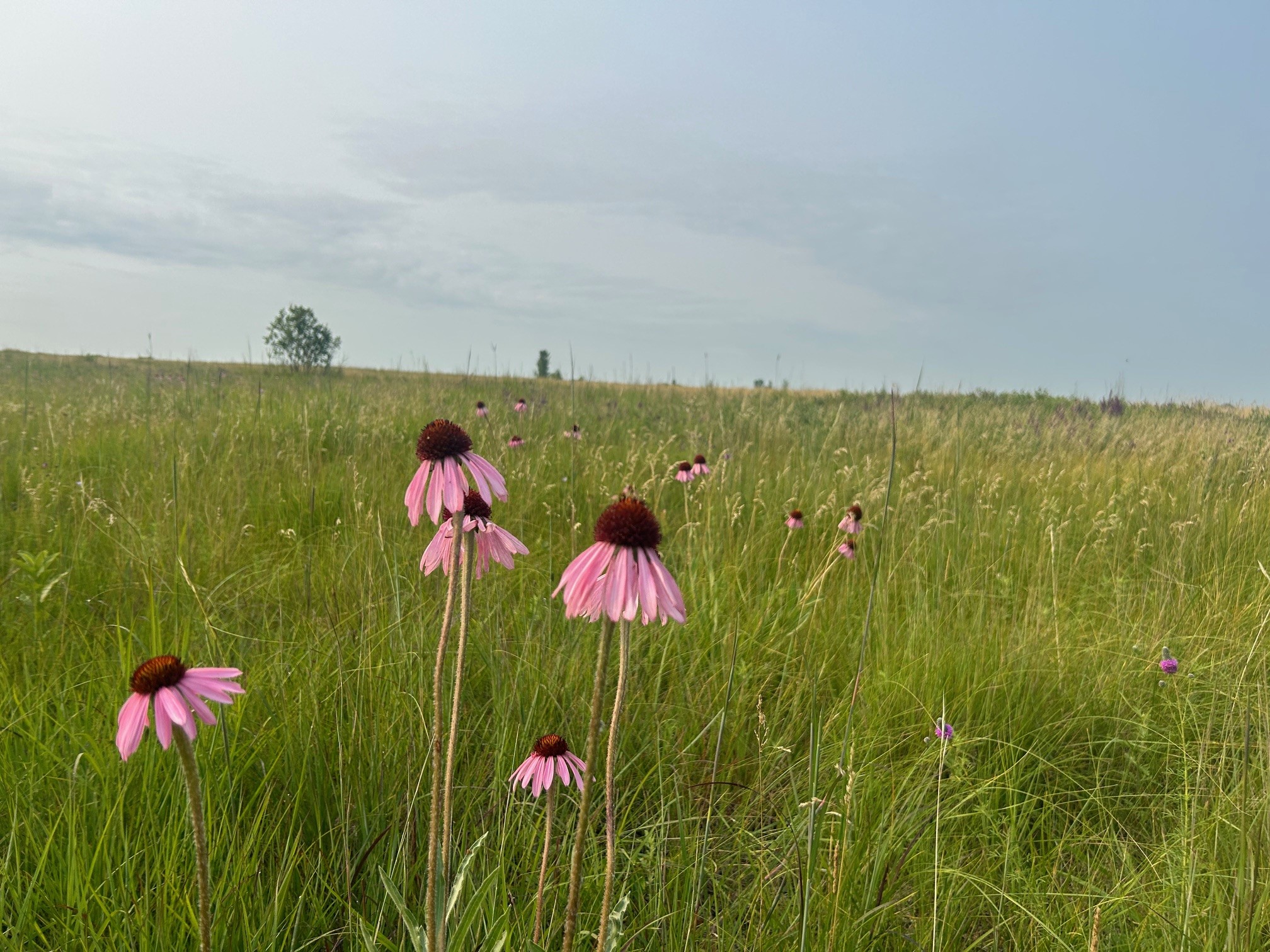Rangelands are vast, uncultivated landscapes and include grasslands, shrublands, woodlands, savannahs and deserts. (NDSU photo)