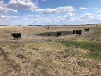 Drought-stressed pasture may lead to ranchers seeking alternative forage or feeding options. (NDSU photo)