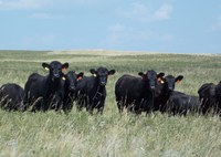 During drought, cattle may be moved more frequently to reflect forage production and availability. (NDSU photo)