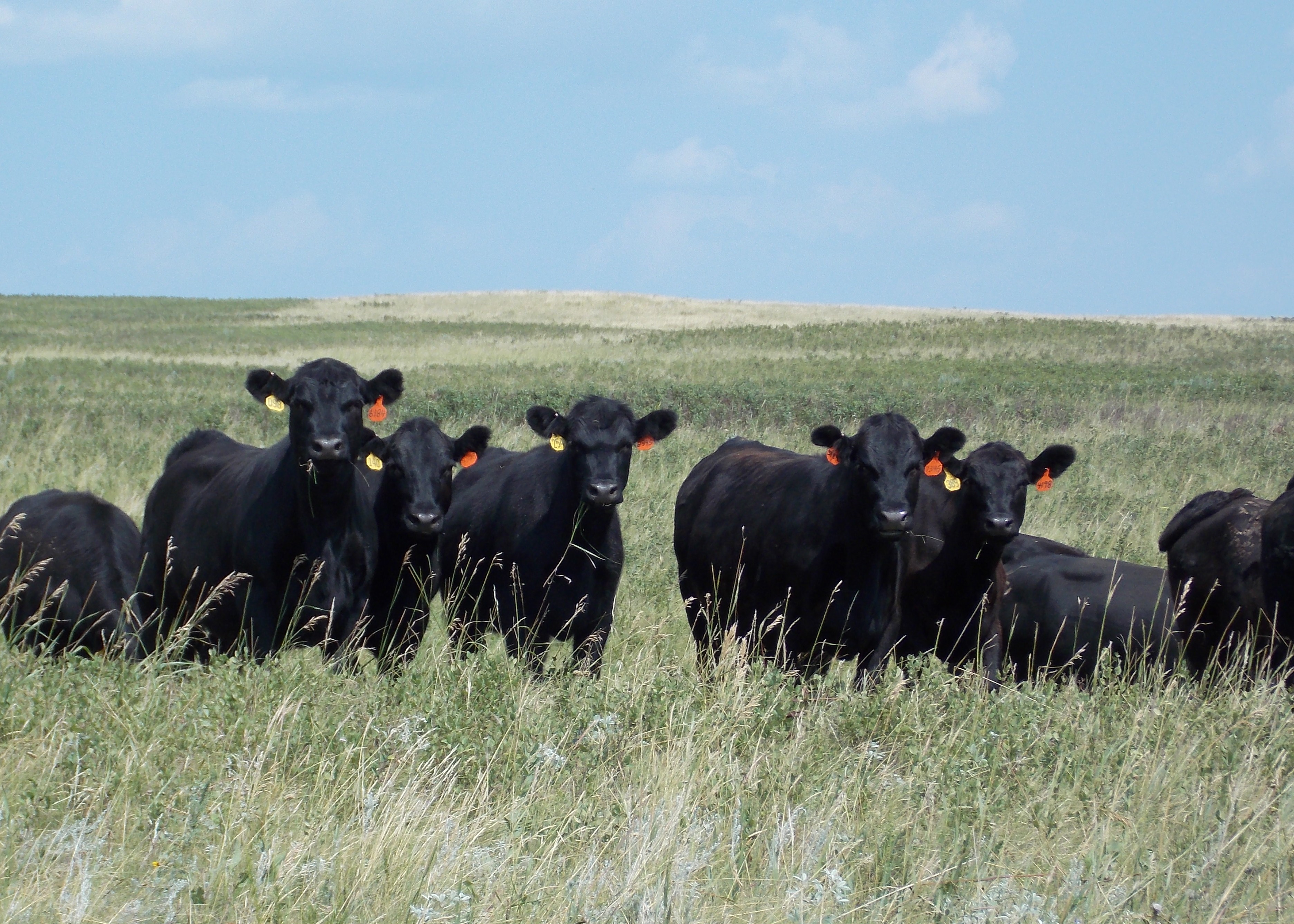During drought, cattle may be moved more frequently to reflect forage production and availability. (NDSU photo)