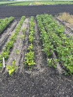 Selecting a soybean variety with IDC tolerance is an important management decision that can help producers minimize the negative impact of chlorosis on yield. (NDSU photo).