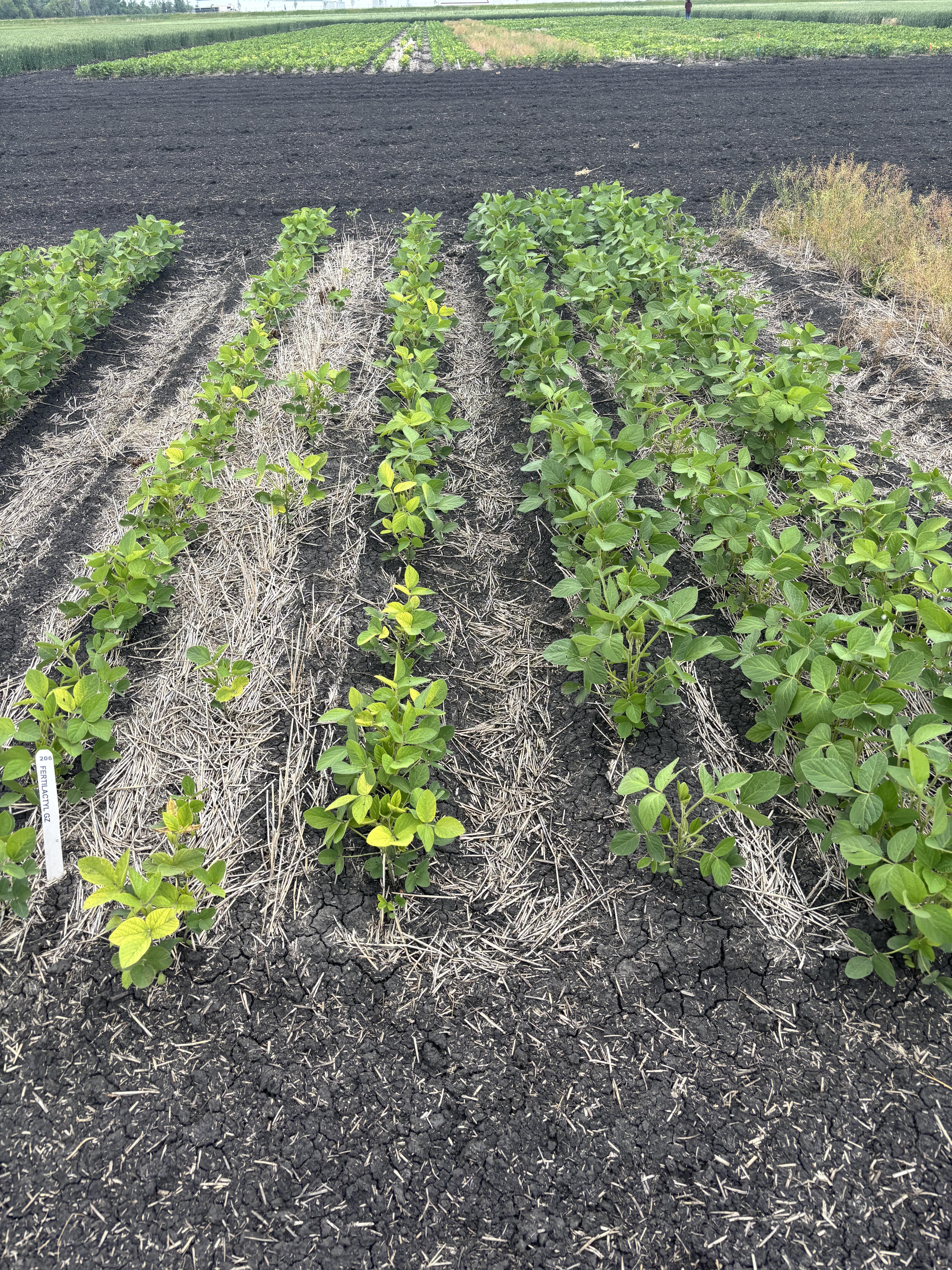 Selecting a soybean variety with IDC tolerance is an important management decision that can help producers minimize the negative impact of chlorosis on yield. (NDSU photo).