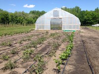 The field day will include presentations on grapes, high tunnel onions and leeks, apples, raspberries, hydromulches and woody plant breeding research. (NDSU photo)