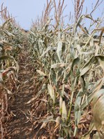 Based on the temperatures observed from Sept. 5-7, farmers should assess their crops for damage now in order to make timely harvest and marketing decisions going forward. (NDSU photo)