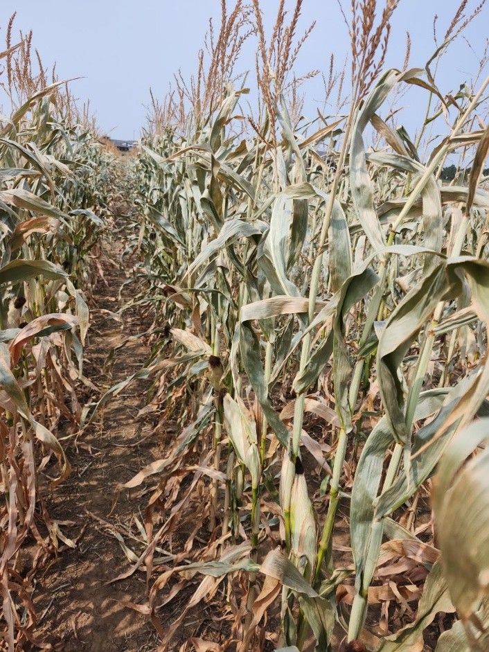 Based on the temperatures observed from Sept. 5-7, farmers should assess their crops for damage now in order to make timely harvest and marketing decisions going forward. (NDSU photo)