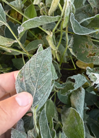 Farmers can estimate possible yield reductions due to frost based on soybean maturity stage. (NDSU photo)