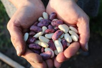 Bean cooking safety tips and the latest NDSU dry bean research are a few of the topics that will be discussed during the webinar. (Pixabay photo)