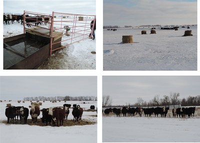 Adoptions of Bale Grazing