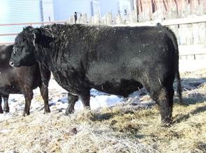 Bull Fertility Testing