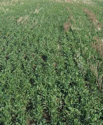 Cover Crop