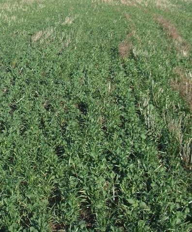 Cover_Crop