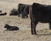 Preventing Weak Calves