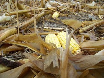 Damaged Corn