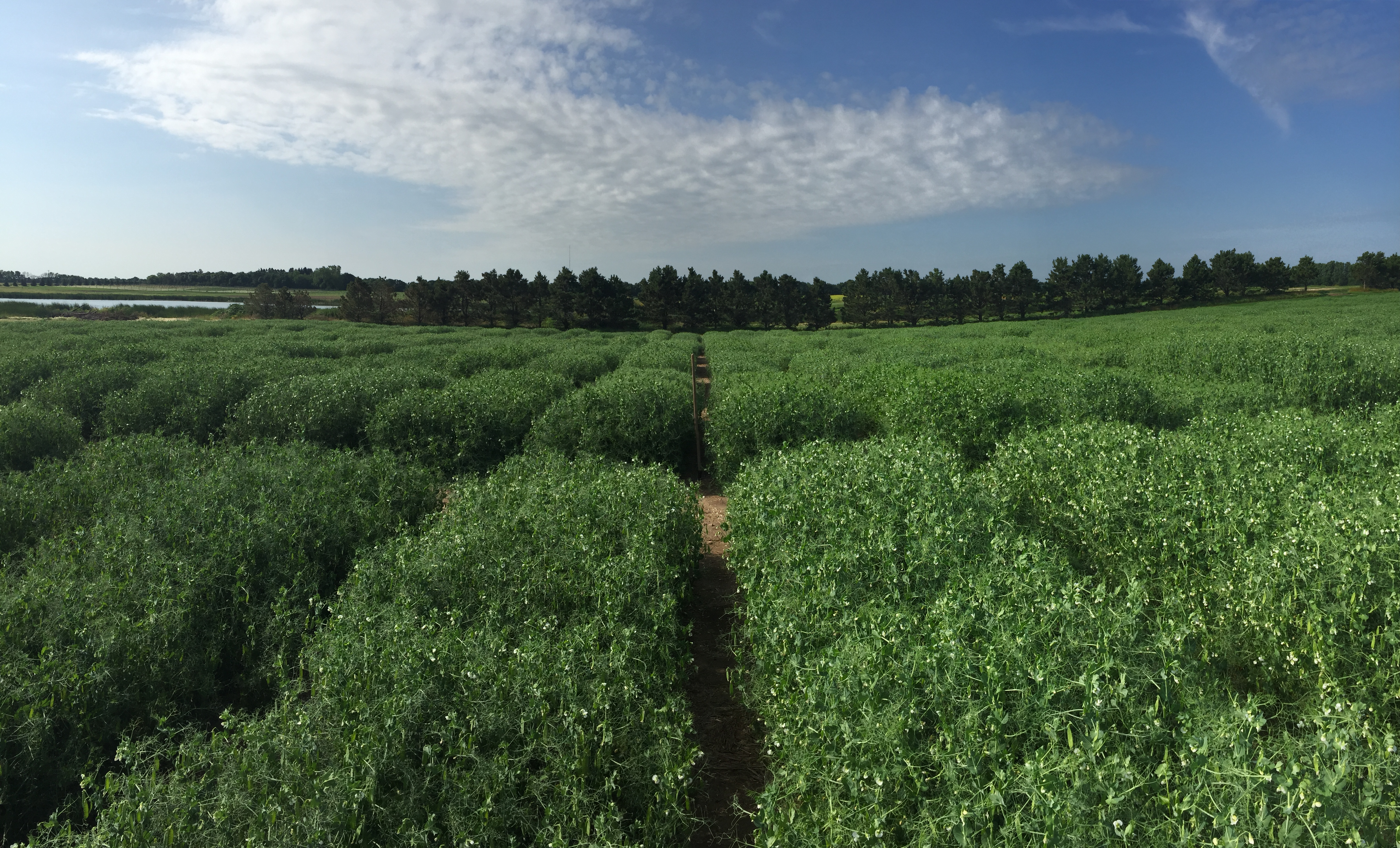 advanced_spring_pea_breeding lines_yield_trial