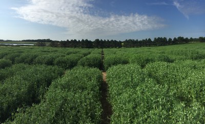 advanced_spring_pea_breeding lines_yield_trial