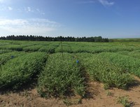 advanced chickpea_breeding lines_yield_trial