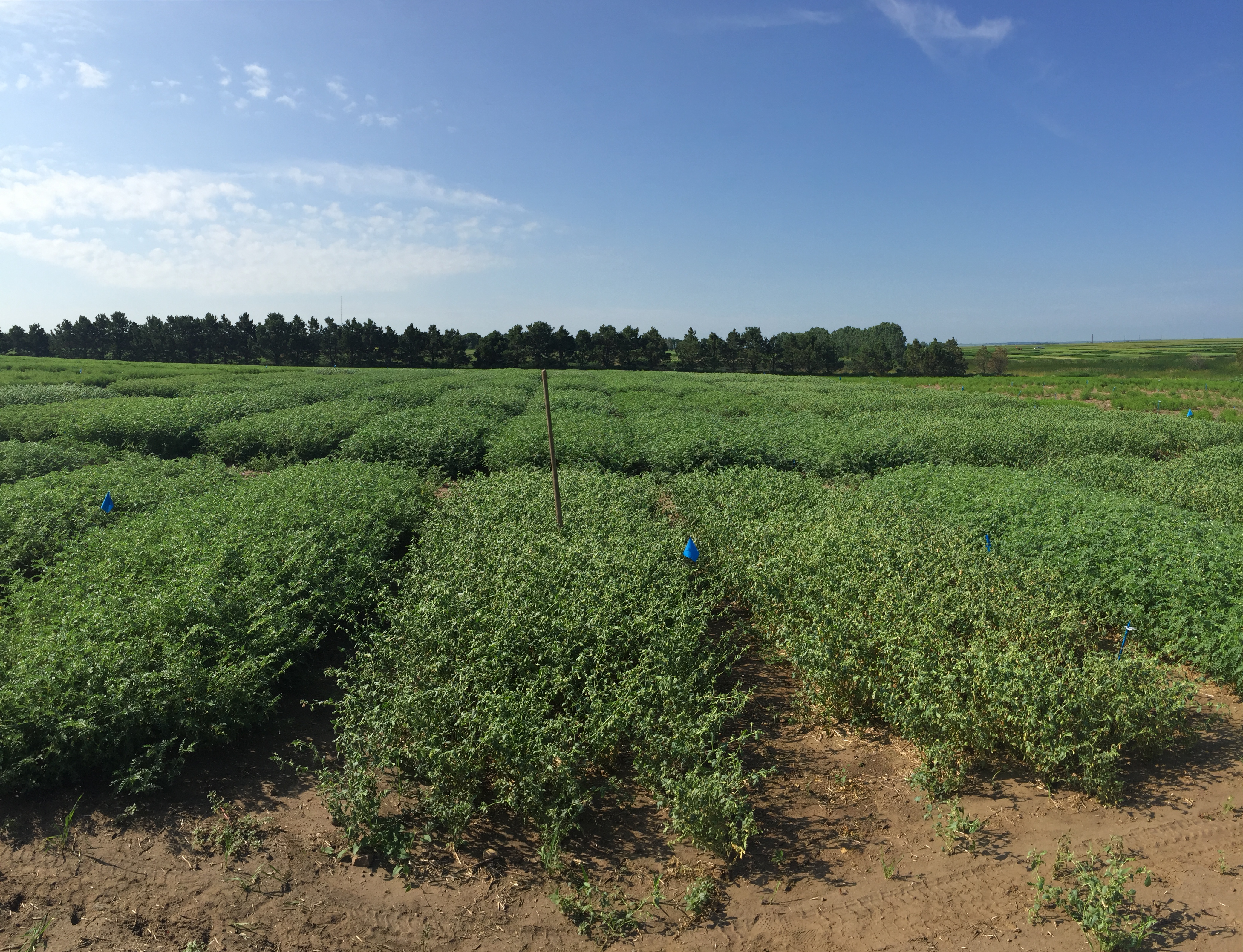 advanced chickpea_breeding lines_yield_trial