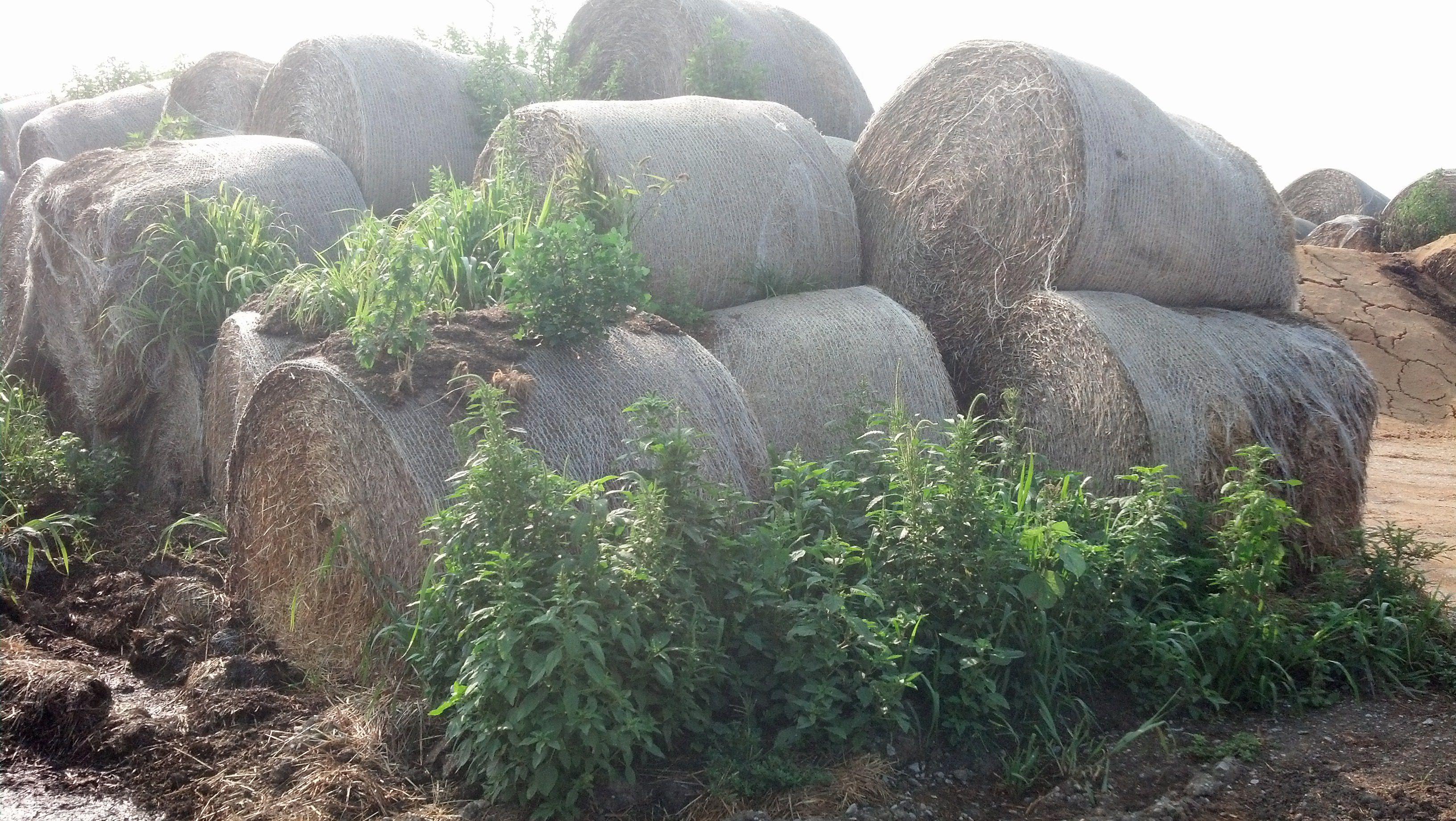 Palmer Near Straw Bales