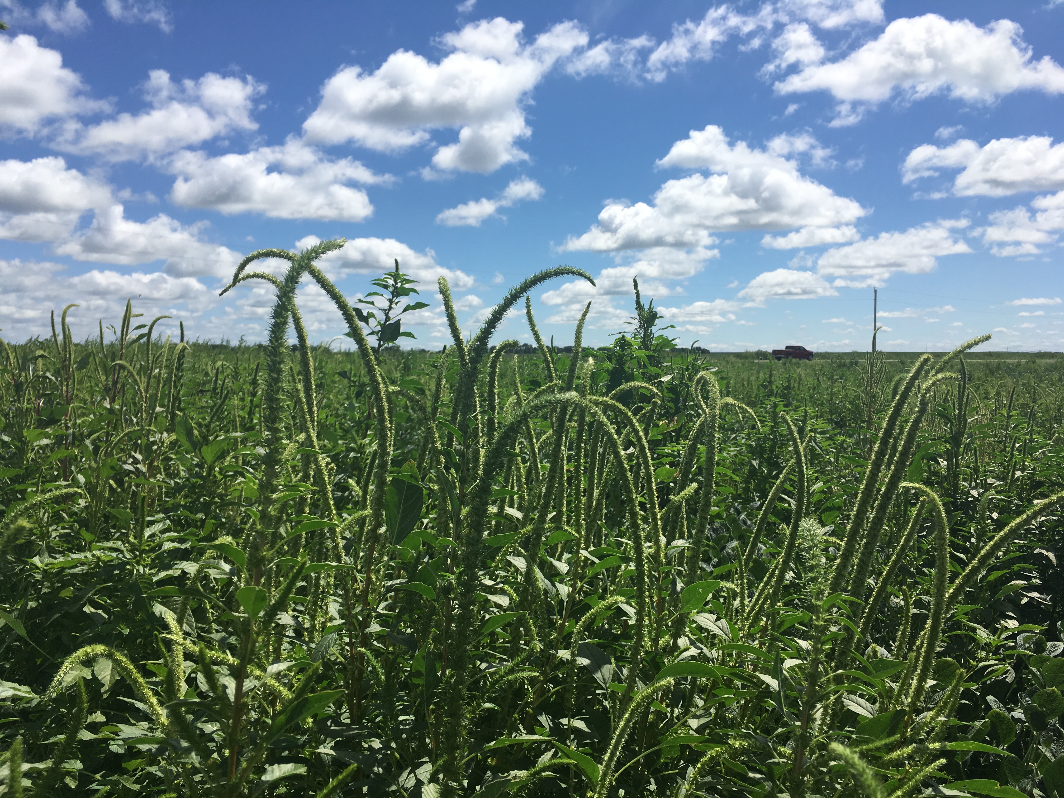 Field with Palmer Amaranth Problem