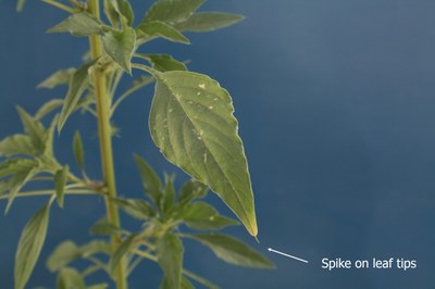 Palmer Amaranth ID - Leaf Spike