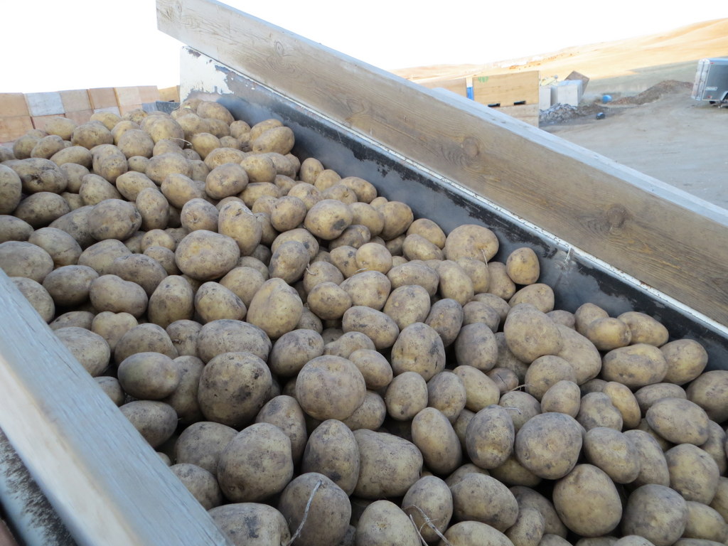 2013 Seed Potato Crop is Less than 2012