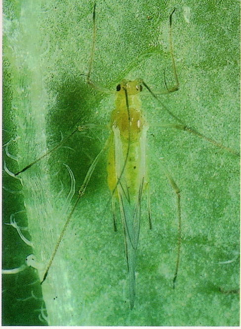 Aphid Alert for September 14