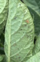 Aphid Alert