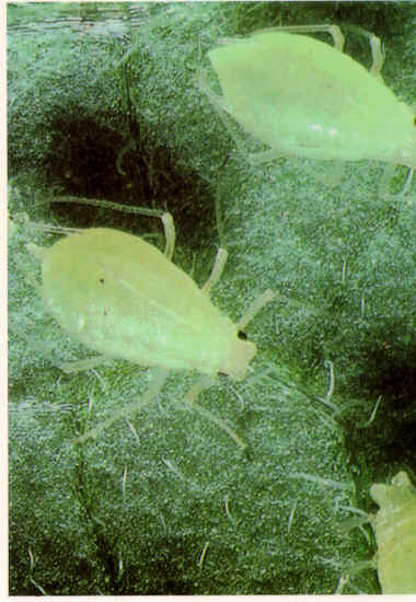 Aphid Alert