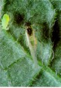 Aphid Alert - 9 Aug 17