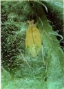 Aphid Alert Aug 3, 2018