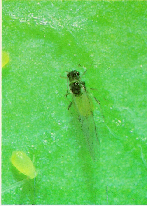 Aphid Alert August 10, 2018