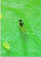 Aphid Alert August 10, 2018