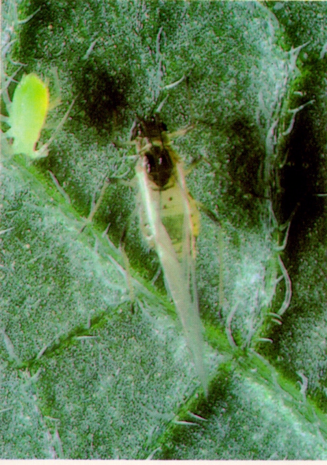 Aphid Alert for August 25-31