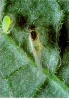 Aphid Alert for July 11-15