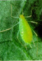 Aphid Alert for Trapping Period Ending August 10th