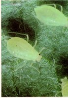 Aphid Alert for Week Ending July 21