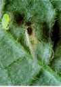 Aphid Alert II: Aug 8. Aphid number are increasing rapidly!
