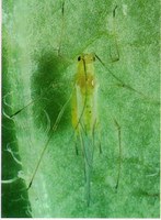 Aphid Alert, July 11