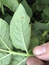 Aphid Alert September 15, 2017