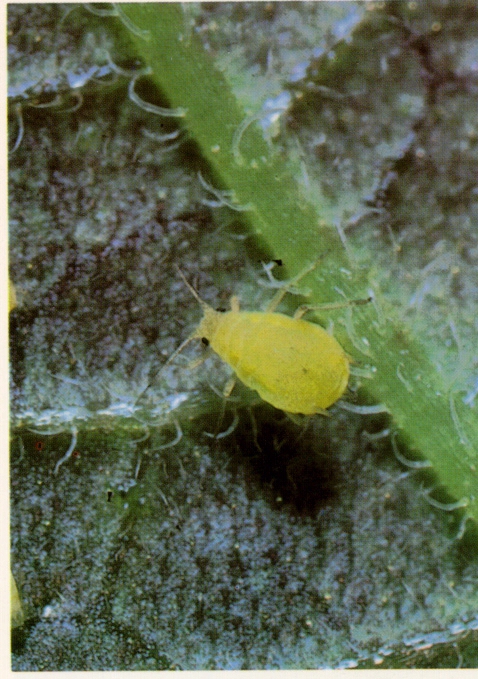 Aphid Alert Week of August 18-24