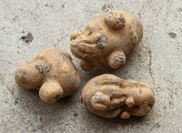 Avoiding Herbicide Damage in Seed Potatoes 