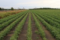 Best of the Best in Wheat and Soybean Research