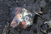 Blackleg Essential Facts from AHDB and Scottish Government