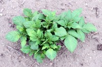 Chemical Drift in Potatoes 