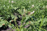 Colorado Potato Beetle Foliar Insecticides