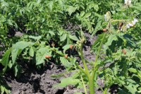 Colorado Potato Beetle Update