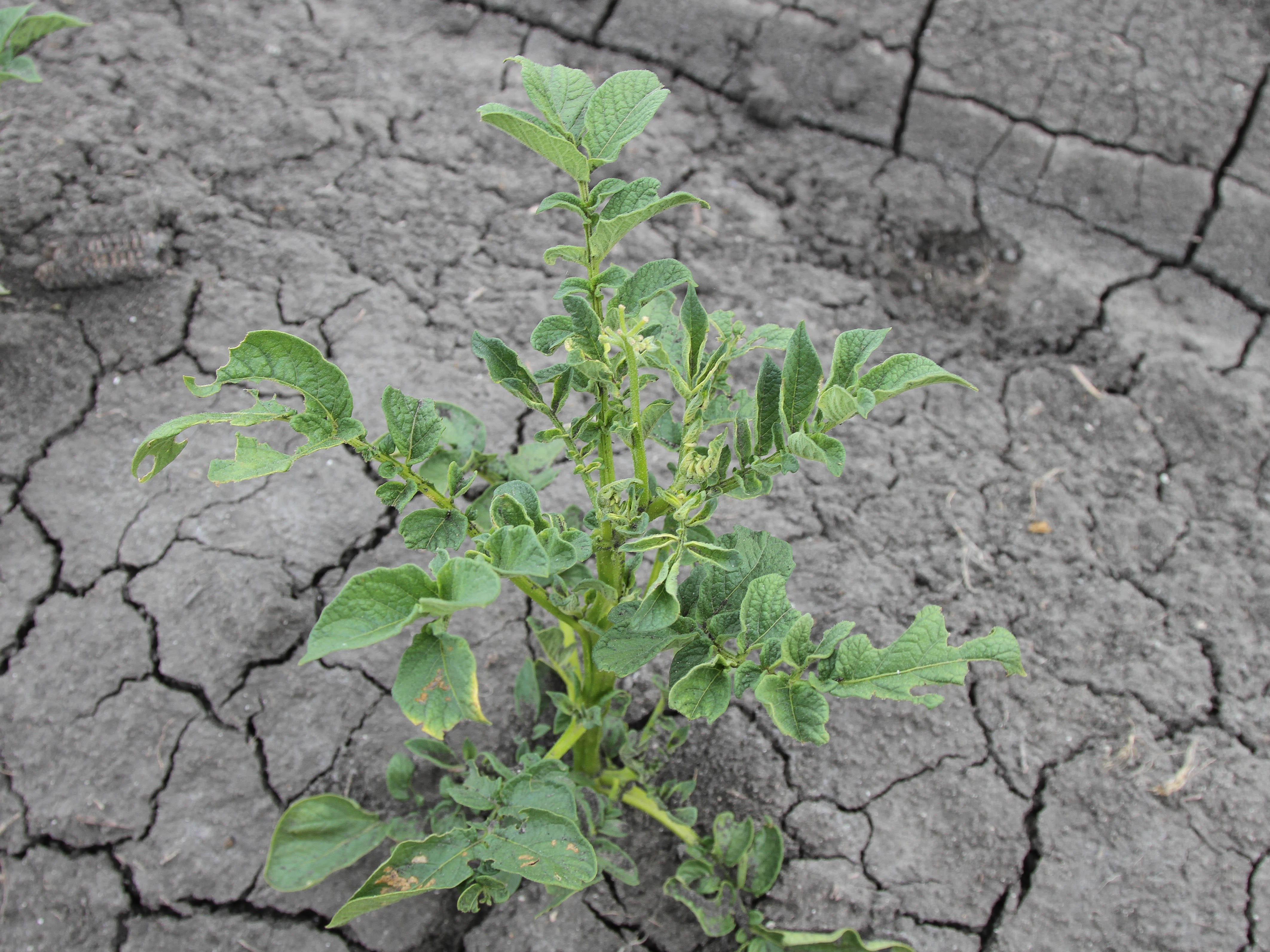 Effect of Glyphosate on Potatoes