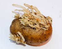 Effect of Glyphosate Residues on Daughter Seed Potato Growth
